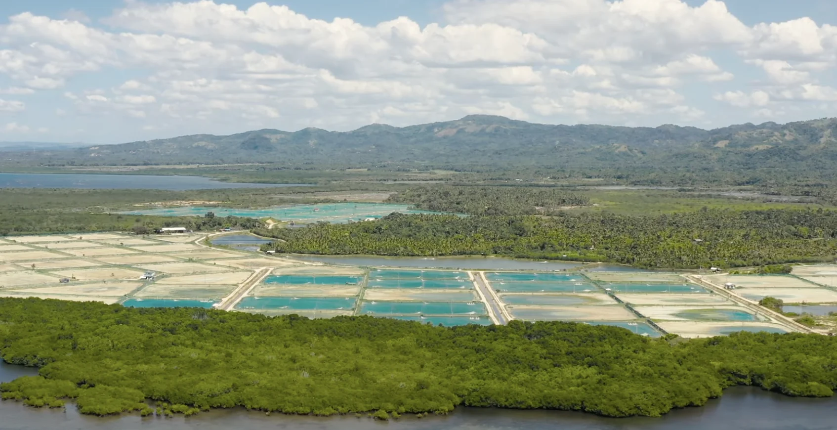 Shrimp, Mangrove & Future